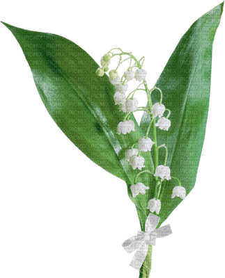 patymirabelle fleur muguet - gratis png