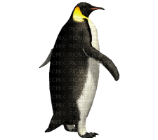 Kaz_Creations Penguin - gratis png