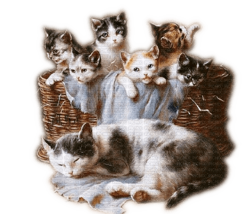 Rena Katzen Cats Animals Tiere - PNG gratuit