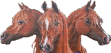 aimated-horses - Gratis animerad GIF