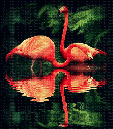 MMarcia gif flamingo rosa paisagem - GIF animé gratuit
