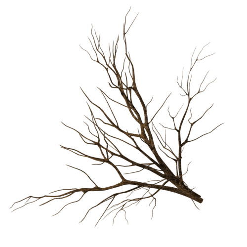 Branche - darmowe png
