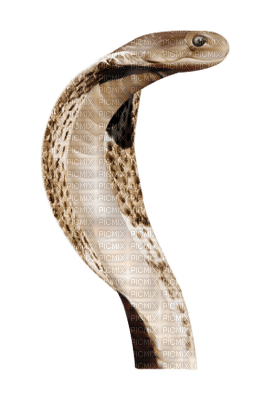 Kaz_Creations Snake - png grátis