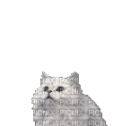 dulcineia8 gatos - GIF animado gratis