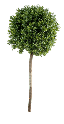 dolceluna tree bush - PNG gratuit