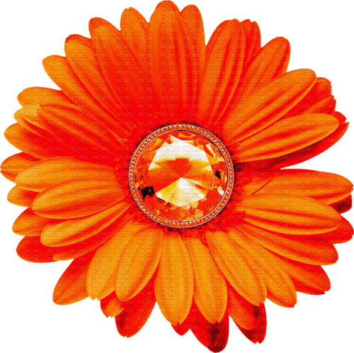 Flower.Orange - png ฟรี