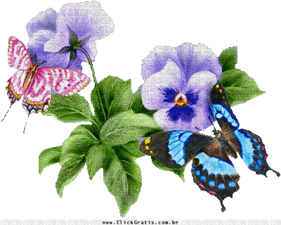 Flowers purple bp - Gratis animeret GIF