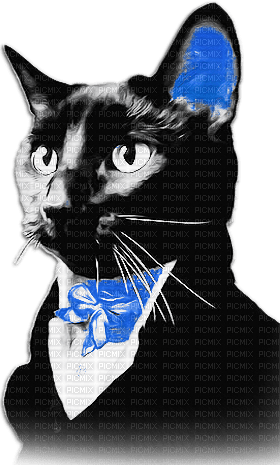 soave cat animals vintage deco black white blue - ücretsiz png