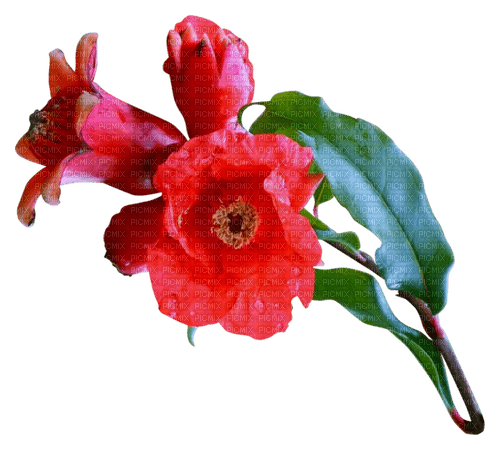 kikkapink deco scrap red flower teal leaves - zadarmo png