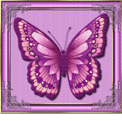 papillon rose - Gratis animerad GIF
