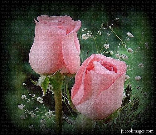 MMarcia gif fundo background  rosas - Δωρεάν κινούμενο GIF