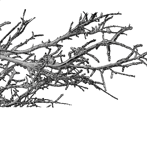 Деревья - GIF เคลื่อนไหวฟรี