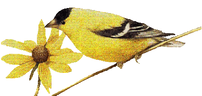 oiseau sintillant - Бесплатный анимированный гифка