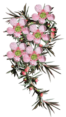 Australian native flowers bp - ücretsiz png