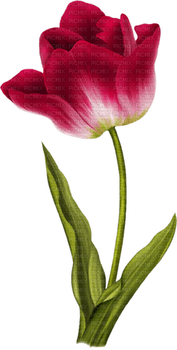 fleur tulipe - 無料png