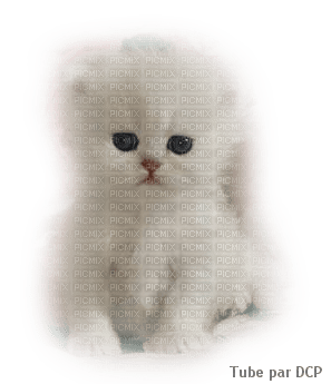 chat - 無料png