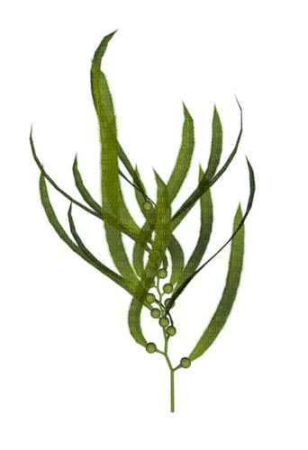 Морские водоросли - darmowe png