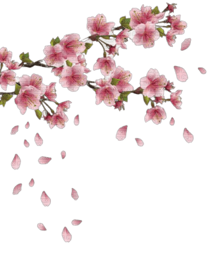 flowers blossom - png ฟรี