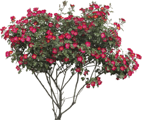 Kaz_Creations Bush Flowers - безплатен png