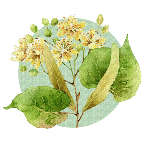 Sweet Linden Blossom - Free PNG