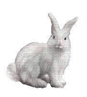 easter bunny (Gif created with gimp) - Бесплатни анимирани ГИФ