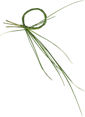 minou-green-grass blade-grässtrå-decoration - 免费PNG