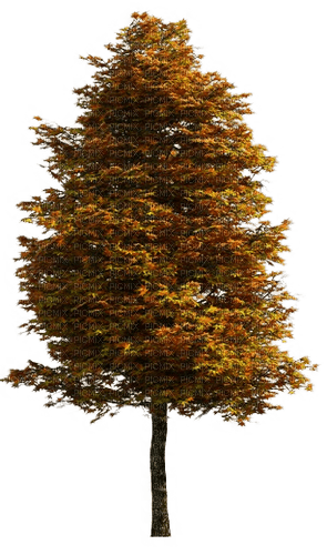 Baum - nemokama png