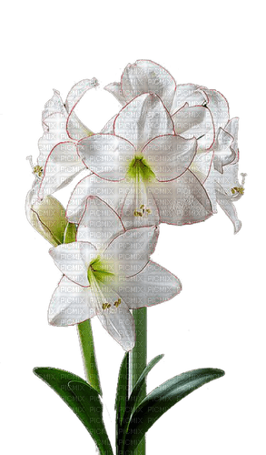 fleur blanche.Cheyenne63 - PNG gratuit
