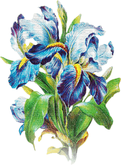 soave deco flowers iris blue green - Free PNG