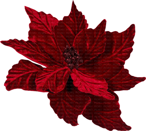 blomma-röd---flower-red - darmowe png