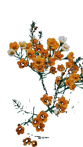 fleurs gif - Δωρεάν κινούμενο GIF