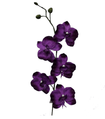 lila-flower-blomma-minou52 - Free PNG
