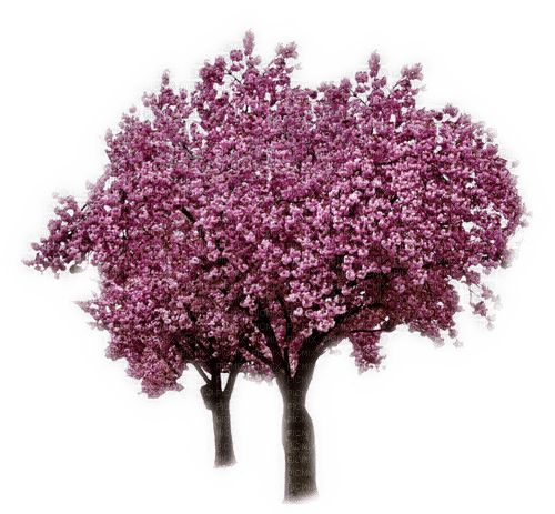 Rena Spring Tree Frühling - gratis png