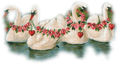 Kaz_Creations Birds Bird Swans - png gratis
