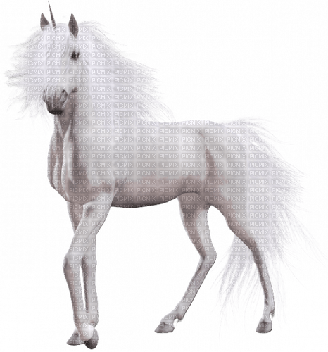 Einhorn unicorn - zadarmo png