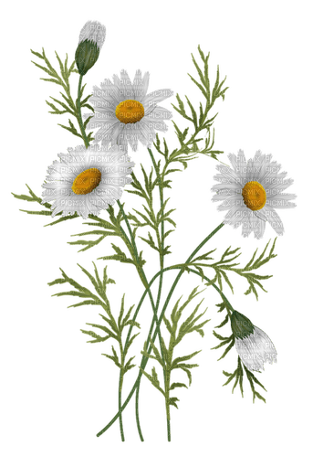 daisies sunshine3 - kostenlos png