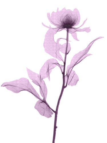 blume flowers lila - zdarma png