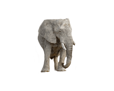 elephant elefantti wild animal villieläin - gratis png