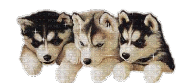 trois chiens - Безплатен анимиран GIF