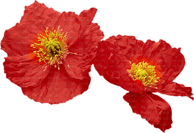 soave deco flowers poppy red - бесплатно png