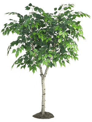дерево - PNG gratuit