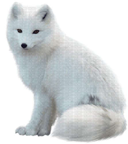 arctic fox - png grátis
