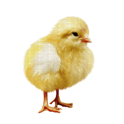 påsk-kyckling - zdarma png
