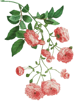 soave deco branch animated flowers rose spring - Бесплатный анимированный гифка