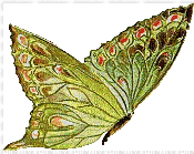 Papillon ** - Nemokamas animacinis gif