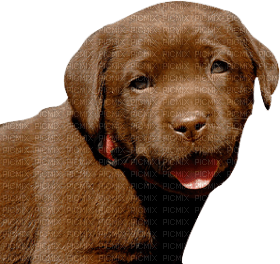 Kaz_Creations Dog Pup - фрее пнг