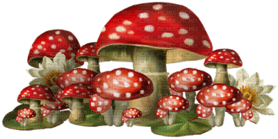 champignons - zdarma png