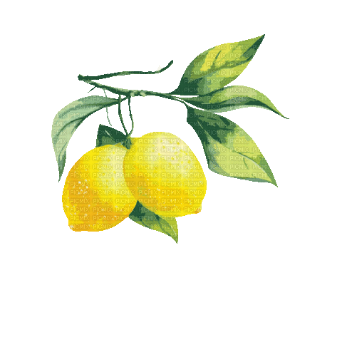 Lemon.Citron.Branche.Branch.gif.Victoriabea - Бесплатный анимированный гифка