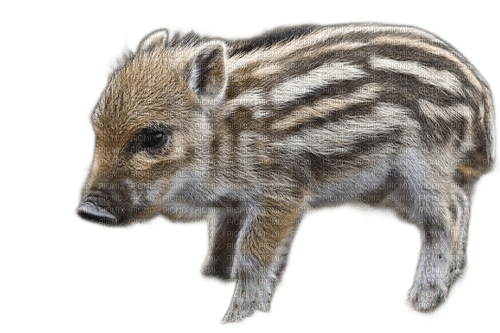 charmille _ animaux _ sauvages - gratis png