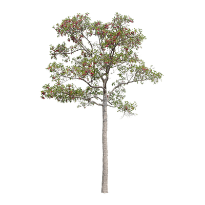 puu, tree, luonto, nature - PNG gratuit